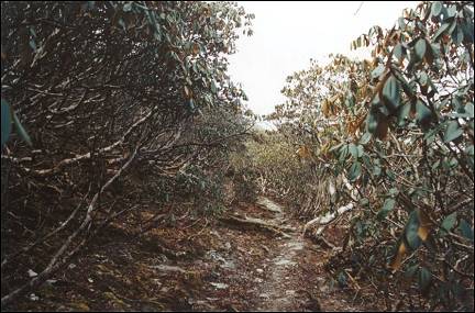 Nepal, Ganesh Himal Trek - In a rhododendron forest