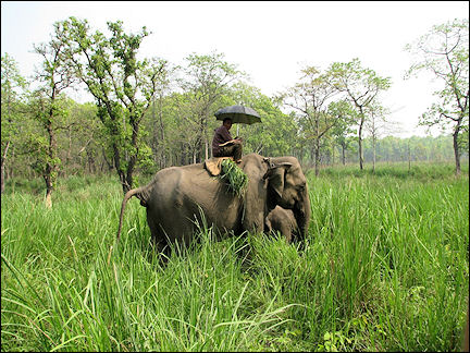 Nepal - Chitwan National Park, elephant at work