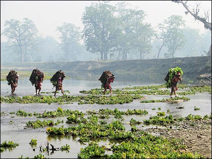 Nepal - Chitwan National Park