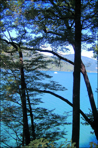 New Zealand - Queen Charlotte Track, view