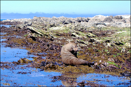 New Zealand - Seal