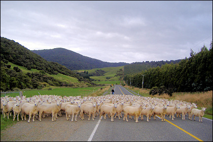 New Zealand - Sheep