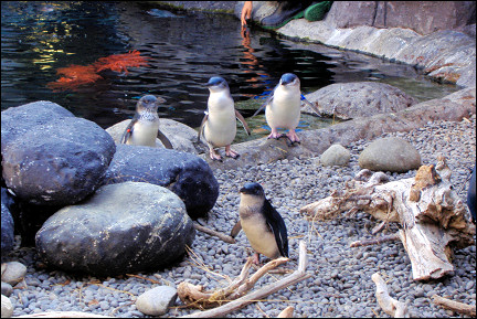 New Zealand - Christchurch, penguins in the Antarctic Centre