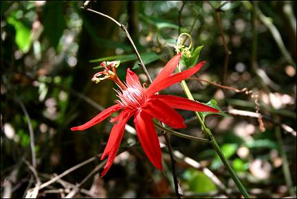Panama - Passionflower