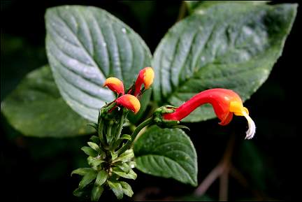 Panama - Parc National Volcan Baru - flower