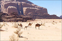Travelogue Jordan from north to south with 24 photos