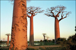 Travelogue Tour Madagascar with 37 photos