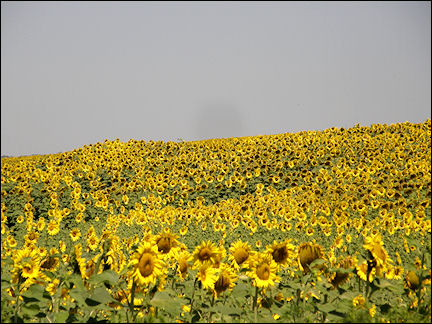 Romania - Vast sunflower fields