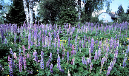 Sweden - Lots of lupines on the road sides