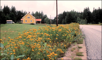 Sweden - roadside with common tansy
