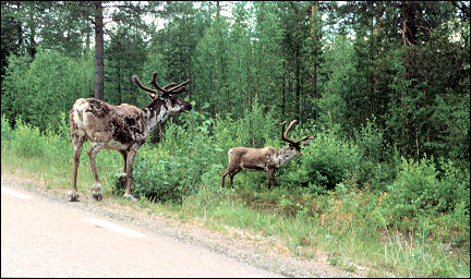 Sweden - Crossing reindeer