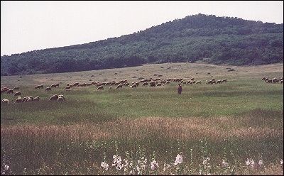 Hungary - Sheep herd in Tihany Park