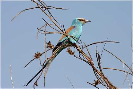 Senegal - Kolda Velingara, blue bird