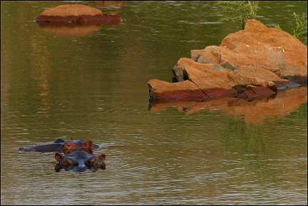 Senegal - Mako, hippos