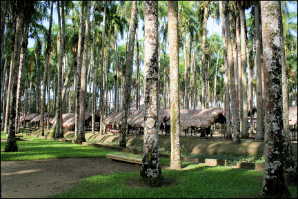 Suriname - Paramaribo, palm garden