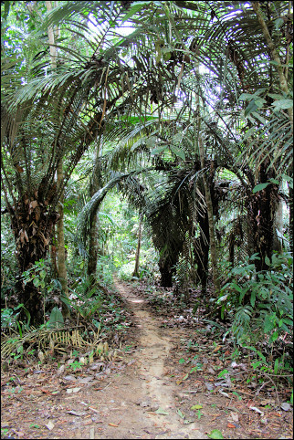 Suriname - Danpaati, forest walk
