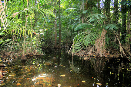 Suriname - Danpaati, forest walk