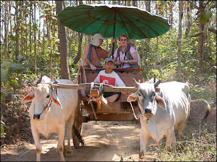 Thailand - Chiang Mai, ox wagon