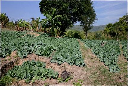 Thailand - Doi Mae Salong, Mae Chan cabbage field