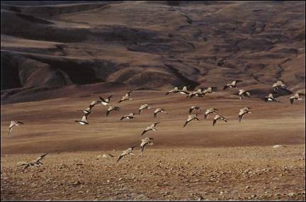 Tibet - A flight of grouse