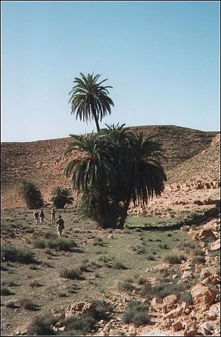 Tunisia - Palm trees between the rocks