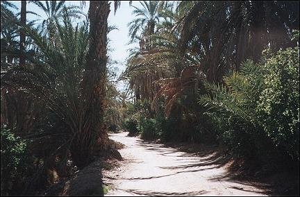 Tunisia - In the oasis