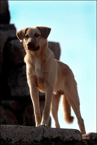 Turkey - Bergama, feral dog in Greek city Pergamon