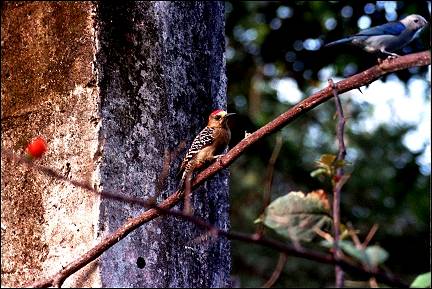 Trinidad and Tobago; - Grafton Bird Sanctuary