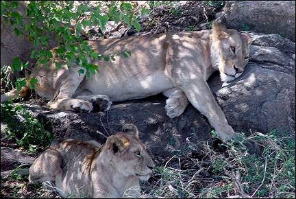 Tanzania - Lions