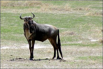 Tanzania - Wildebeest