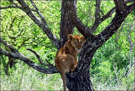 Tanzania - Lion cub in tree
