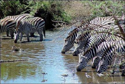Tanzania - Drinking zebras
