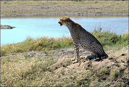 Tanzania - Cheetah