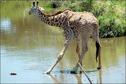 Tanzania - Drinking giraffe