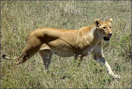 Tanzania, Zanzibar - Lioness