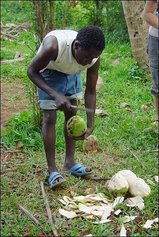 Tanzania, Zanzibar - Fresh coconut peels