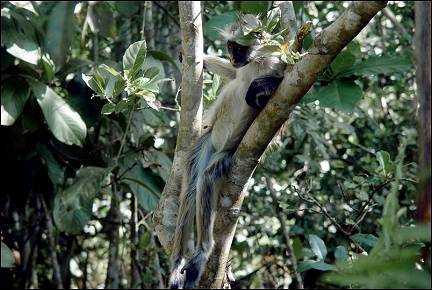 Tanzania, Zanzibar - Colobus monkey