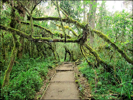 Tanzania - Slippery descent through the rainforest