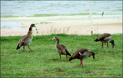 Uganda - Buggala Island, Egyptian geese