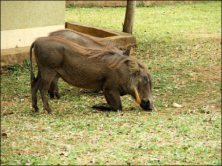 Uganda - Murchison Falls National Park, warthogs kneel to eat