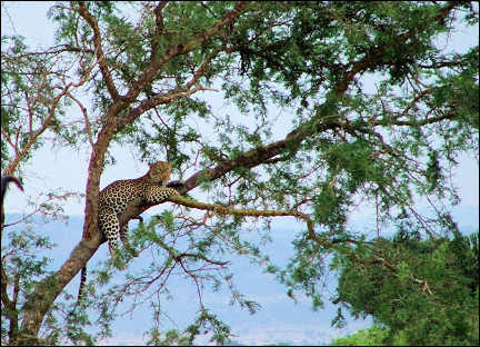 Uganda - Murchison Falls National Park, leopard in tree