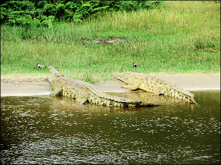 Uganda - Murchison Falls National Park, crocodiles