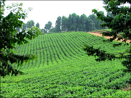 Uganda - Fort Portal, tea plantation