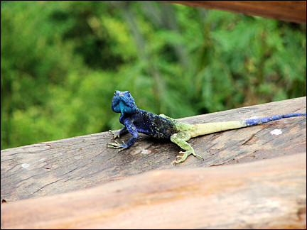 Uganda - Queen Elisabeth Park, rainbow lizard