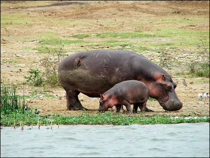 Uganda - Queen Elisabeth Park, hippo with calf