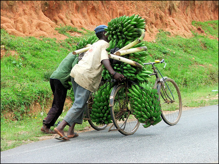 Uganda - Kisoro, transporting bananas per bike