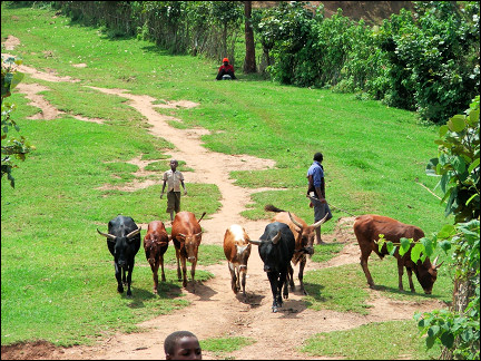 Uganda - Lake Bunyoni, children herd cows