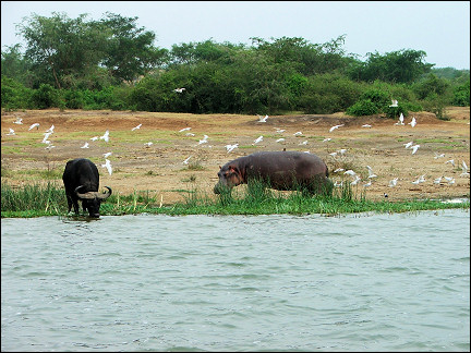 Uganda - Park Lake Mburo, hippo and buffalo