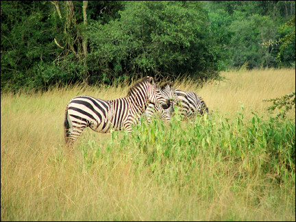 Uganda - Park Lake Mburo, zebras