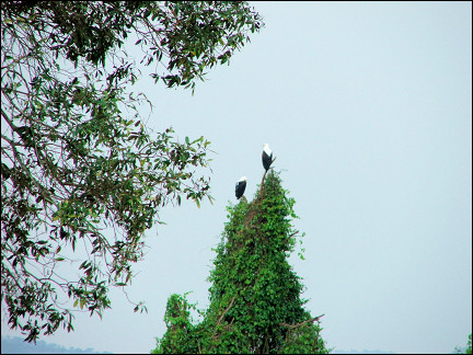 Uganda - Park Lake Mburo, ospreys in tree tops